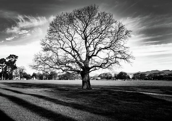 Tree Poster featuring the photograph Hagley Tree Landscape by Roseanne Jones