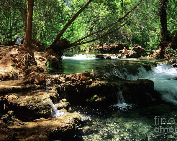 Havasupai Poster featuring the photograph Havasu Creek In Campground by Kathy McClure