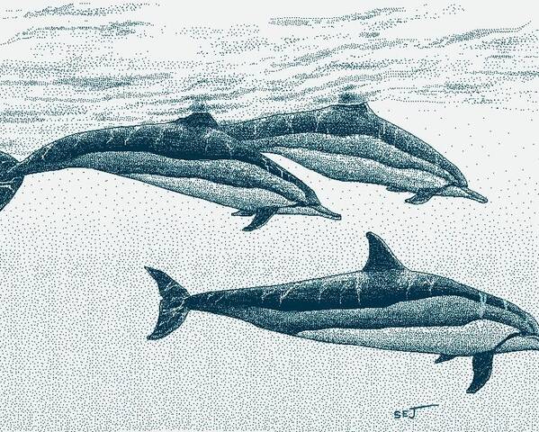 Spinner Dolphin Poster featuring the digital art Hawaiian Spinner Dolphin blue by Stephen Jorgensen