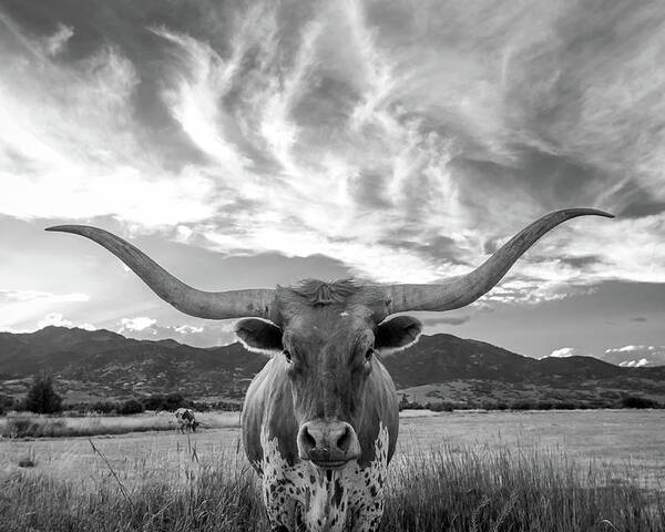 Cow Poster featuring the photograph Heber Valley Longhorn by Johnny Adolphson