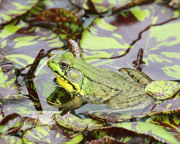 Northern Green Frog Poster featuring the photograph Can you see me? by Marina Kojukhova
