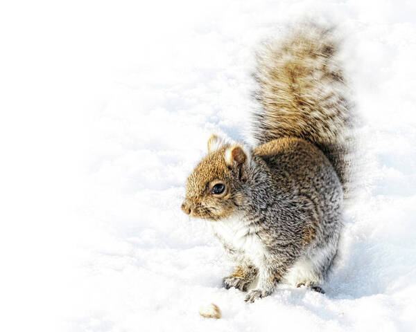 Squirrel Poster featuring the photograph High Key Squirrel by Tatiana Travelways