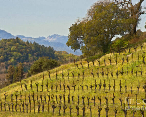 Napa Poster featuring the photograph Hillside Vines #2 by Mark Ali