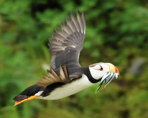 Puffin Poster featuring the photograph Horned Puffin by Ted Keller