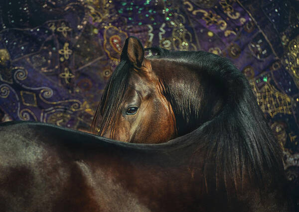 Russian Artists New Wave Poster featuring the photograph Horse Portrait with Carpet by Ekaterina Druz