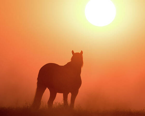 Silhouette Poster featuring the photograph Horse Silhouette by Wesley Aston