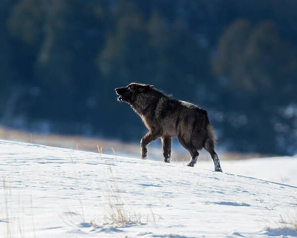 Mark Miller Photos Poster featuring the photograph Howling Black Yearling Wolf by Mark Miller