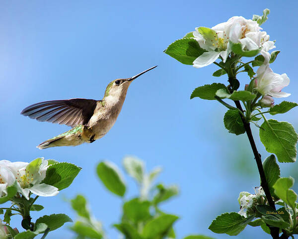 Birds Poster featuring the photograph Hummingbird Springtime by Christina Rollo