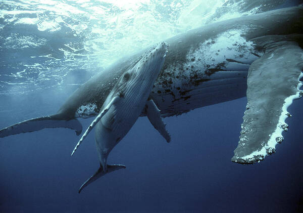 00700233 Poster featuring the photograph Humpback Whale and Calf by Mike Parry