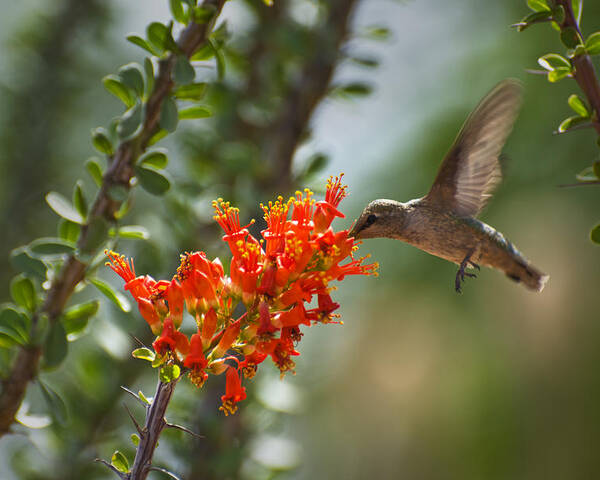 Hummingbird Poster featuring the photograph Hums With Its Mouth Full by Richard Henne