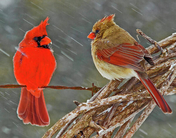Wildlife Poster featuring the photograph I told you we should winter in Florida but noooo by Ron McGinnis