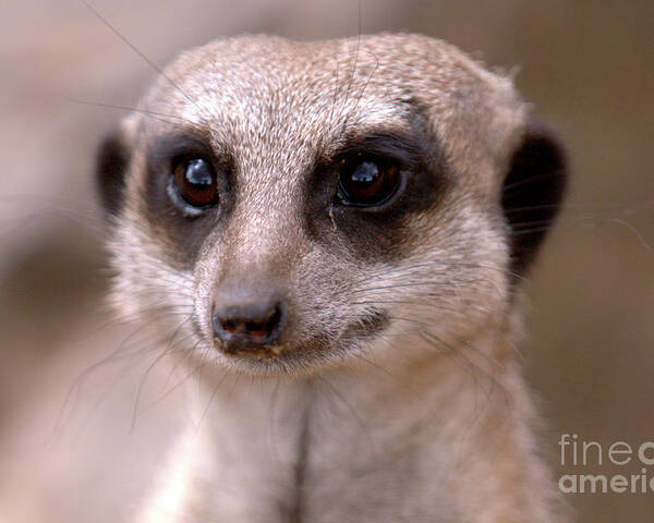 Animal. Meerkat Poster featuring the photograph Im Watching You by Baggieoldboy