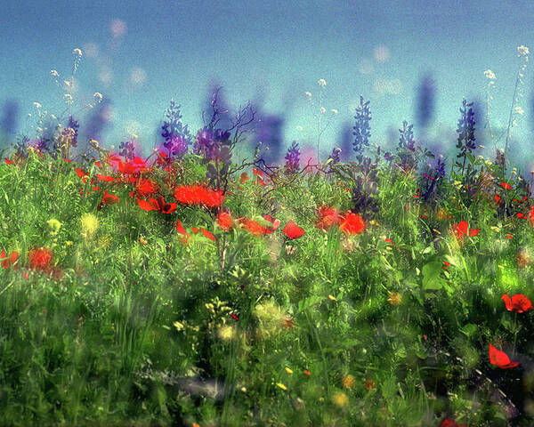 Impressionistic Poster featuring the photograph Impressionistic Springtime by Dubi Roman