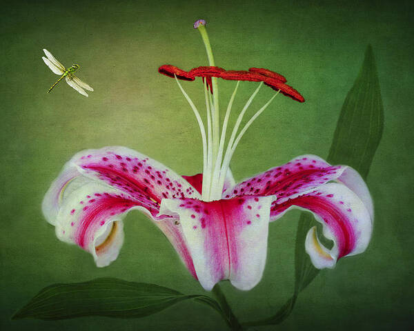 Stargazer Lilies Poster featuring the photograph In Love by Marina Kojukhova