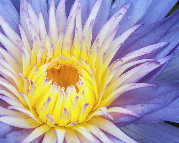 Waterlily Poster featuring the photograph Perfect symmetry of a blossom by Usha Peddamatham