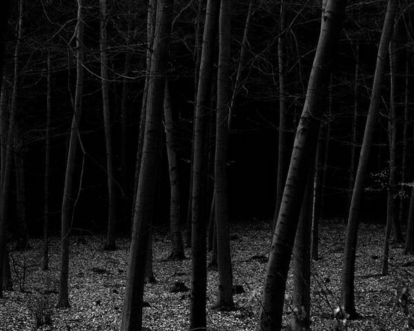 Fine Art Poster featuring the photograph Silent Woods by Dorit Fuhg