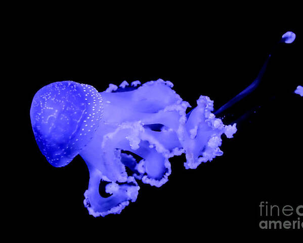 Jellyfish Poster featuring the photograph Jellyfish by Amanda Mohler
