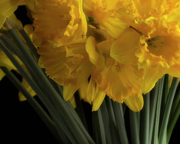 Flowers Poster featuring the photograph Jonquils by Mike Eingle