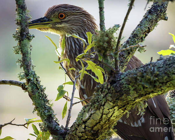 Nature Poster featuring the photograph Juvenile Black Crown Night Heron on Alert by DB Hayes