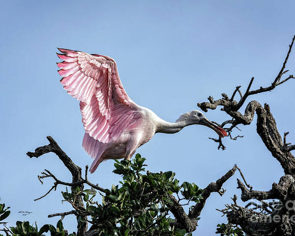 Roseate Poster featuring the photograph Juvenile Roseate Spoonbill Readying Its Wings by DB Hayes