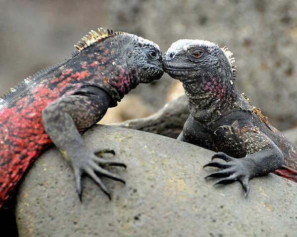 Iguana Poster featuring the photograph Kissing Iguanas by Ted Keller