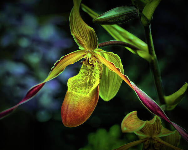 Longwood Gardens Poster featuring the photograph Lady's Slipper by Richard Goldman