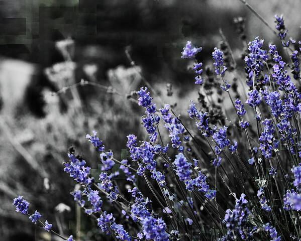 Garden Poster featuring the photograph Lavender B and W by April Burton