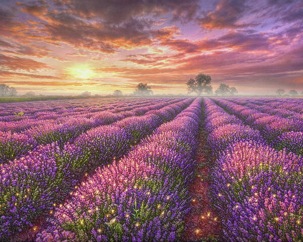 Lavender Poster featuring the painting Lavender Field by Phil Jaeger