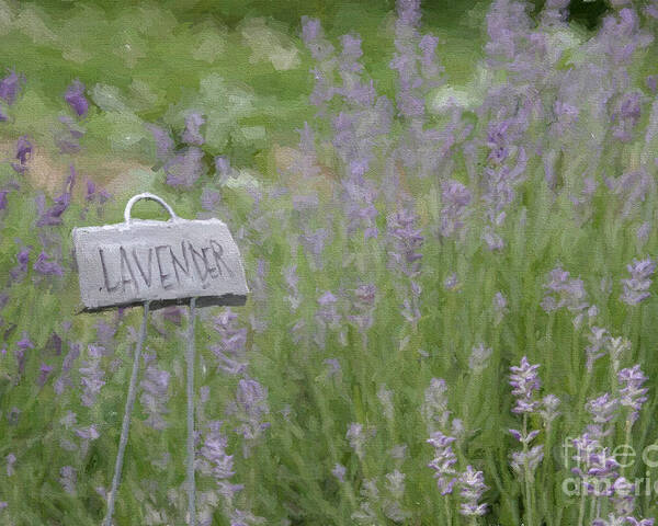 Lavender Poster featuring the digital art Lavender by Jayne Carney