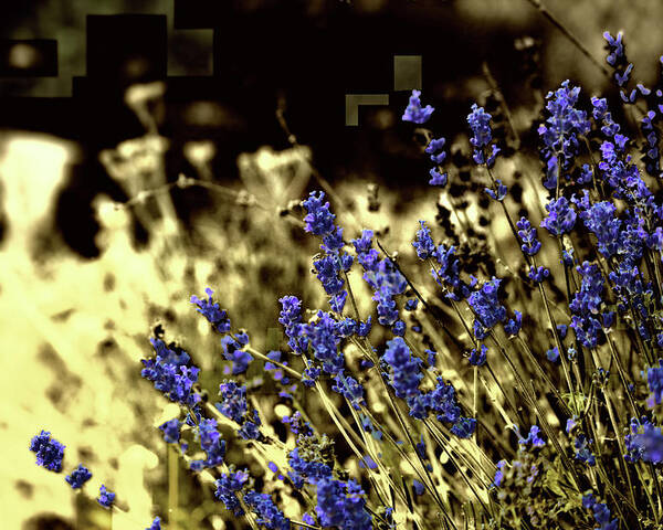 Purple Poster featuring the photograph Lavender Yellow by April Burton