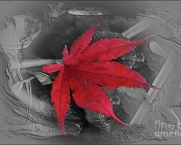 Leaf Poster featuring the photograph Leaf abstract by Yumi Johnson