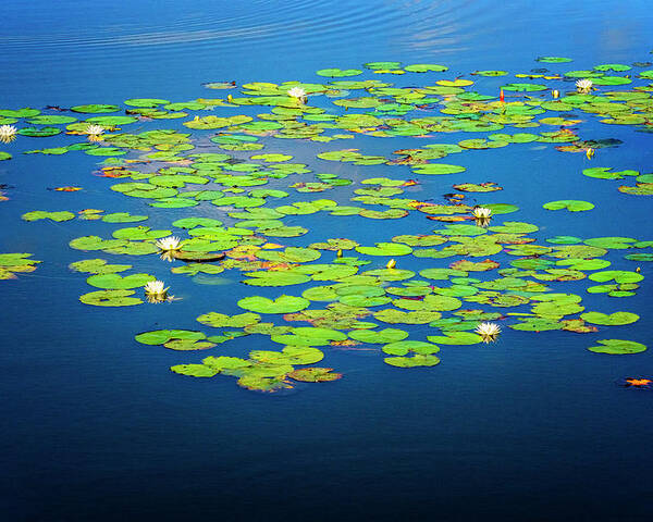 North Port Florida Poster featuring the photograph Lily Pads by Tom Singleton