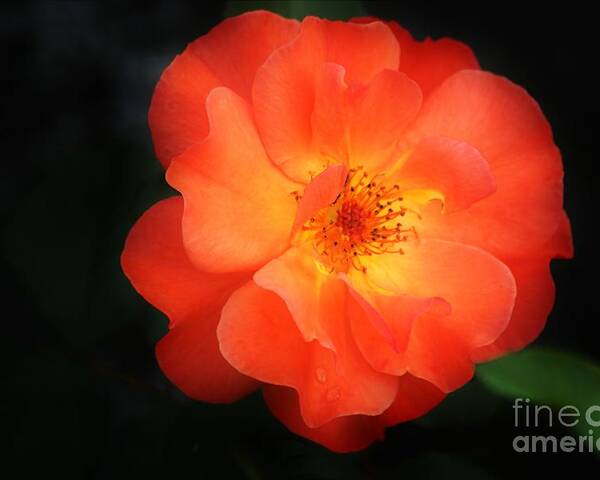 Flower Poster featuring the photograph Lite up by Merle Grenz