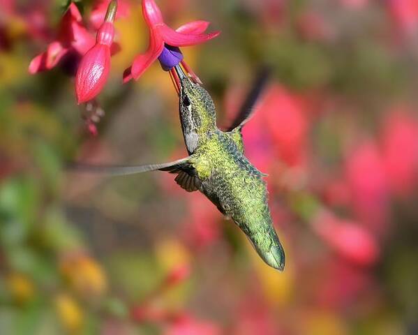 Hummingbird Poster featuring the photograph Little Wonder by Carolyn Mickulas