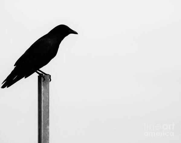 Bird Poster featuring the photograph Lone Bird by Jan Gelders