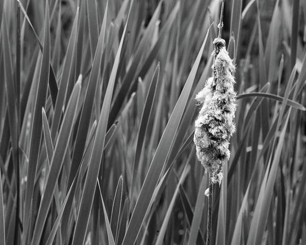 Nature Poster featuring the photograph Lone Cattail by Lisa Blake