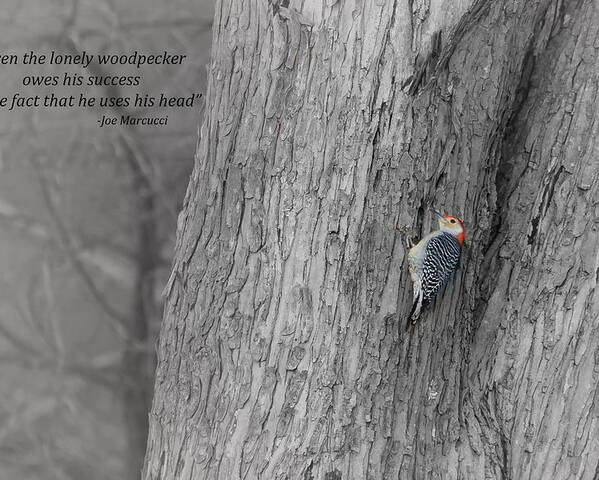 Red-bellied Woodpecker Poster featuring the photograph Lonely Woodpecker by Holden The Moment
