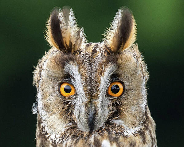 Long Eared Owl Poster featuring the photograph Long Eared Owl 1 by Nigel R Bell