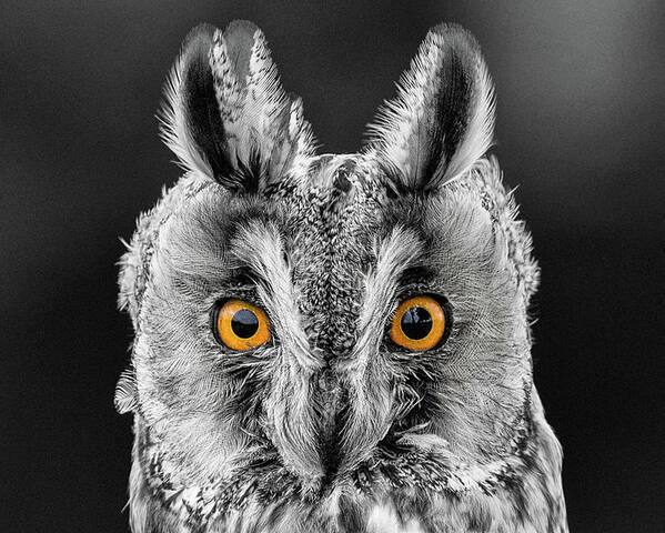 Long Eared Owl Poster featuring the photograph Long Eared Owl 2 by Nigel R Bell
