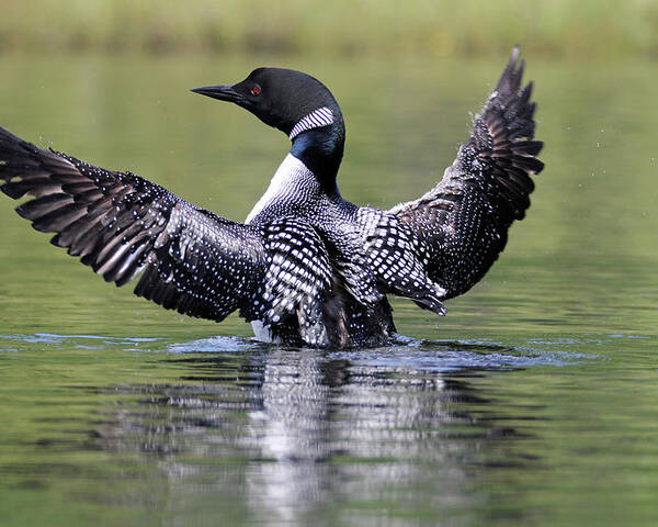 Loon Poster featuring the photograph Loon Wingspan by Brook Burling
