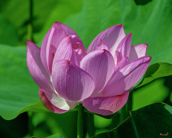 Lotus Poster featuring the photograph Lotus Beauty--Buxom Beauty i DL0089 by Gerry Gantt