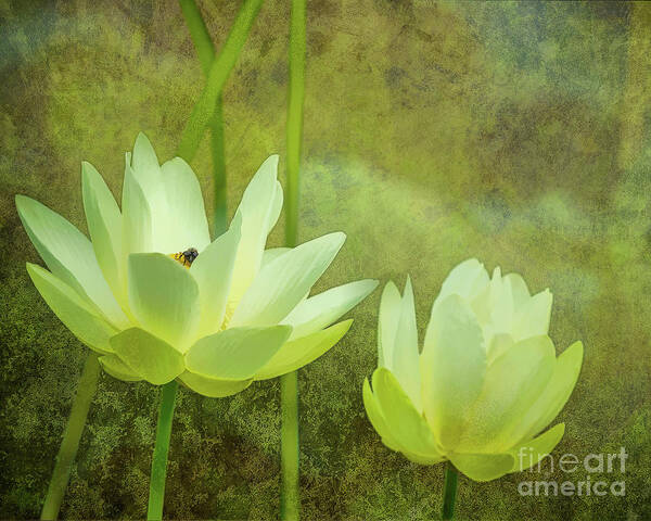 American Lotus Poster featuring the digital art Lotus Study by Susan Cole Kelly