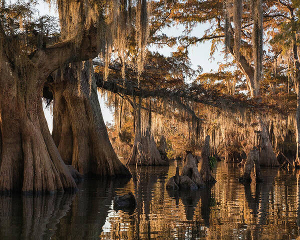 Louisiana Poster featuring the photograph Louisiana Swamp Giant Bald Cypress Trees Three by Bill Swindaman