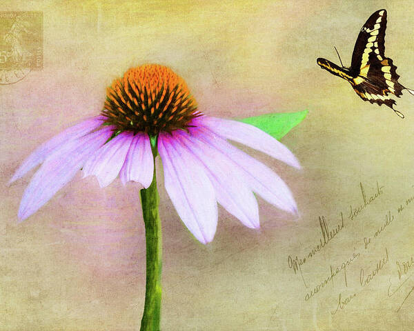 Coneflower Poster featuring the photograph Love Note by Cathy Kovarik