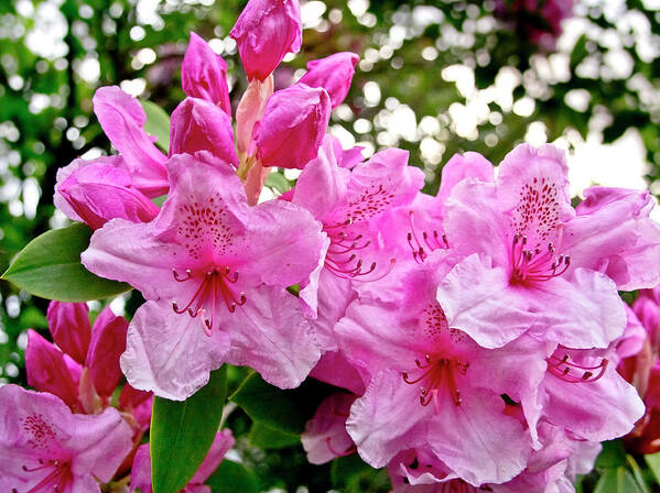 Lush Poster featuring the photograph Lush spring of the pink rhododendrons. by Elena Perelman