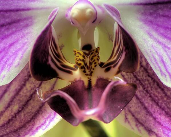 Hdr Poster featuring the photograph Macro Orchid by Brad Granger