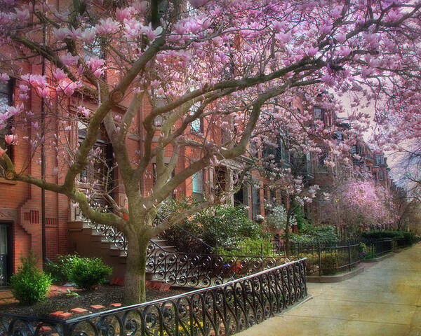 Magnolia Trees in Spring - Back Bay Boston Poster by Joann Vitali
