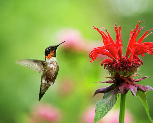 Hummingbird Poster featuring the photograph Male Ruby-Throated Hummingbird Hovering Near Flowers by Christina Rollo