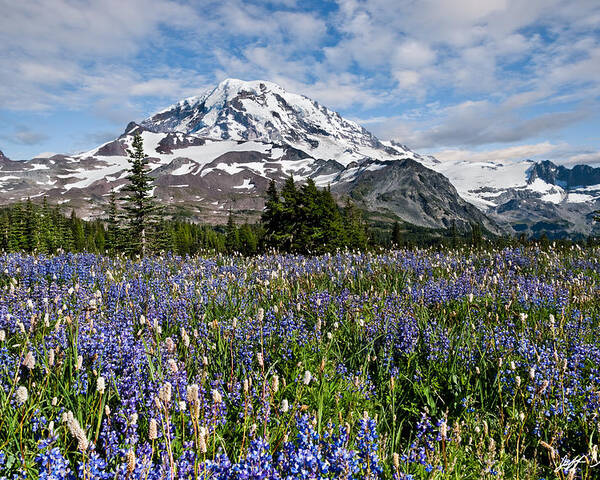 Alpine Poster featuring the photograph Meadow of Lupine Near Mount Rainier by Jeff Goulden