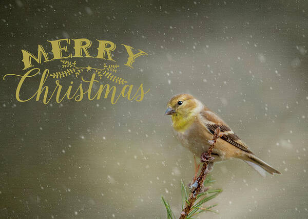 Winter Poster featuring the photograph Merry Christmas Winter Goldfinch 1 by Cathy Kovarik